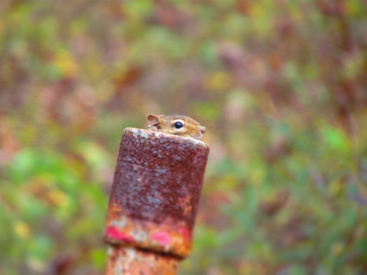 Nature leaf mouse animal Photo