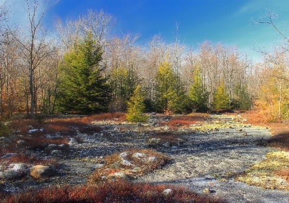 Landscape tree nature forest Photo