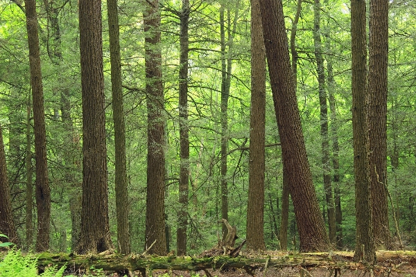 Foto árbol naturaleza bosque desierto
