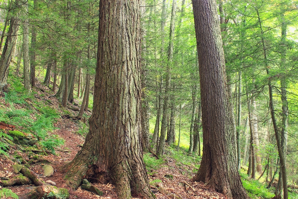 Tree nature forest wilderness