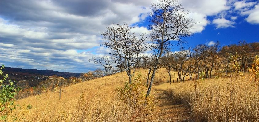 Landscape tree nature forest Photo