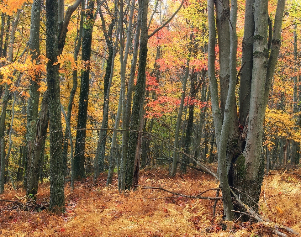 Tree nature forest wilderness