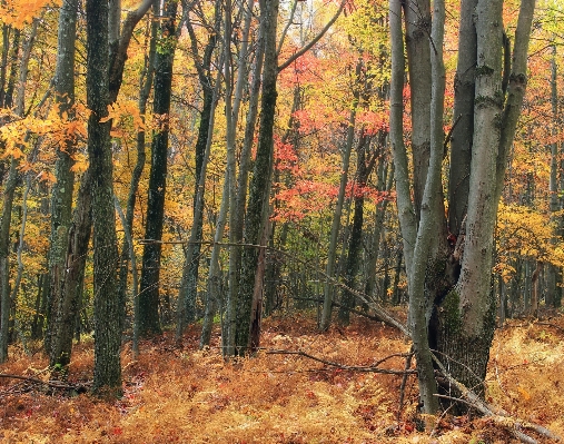 Tree nature forest wilderness Photo