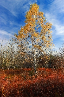 Landscape tree nature forest Photo