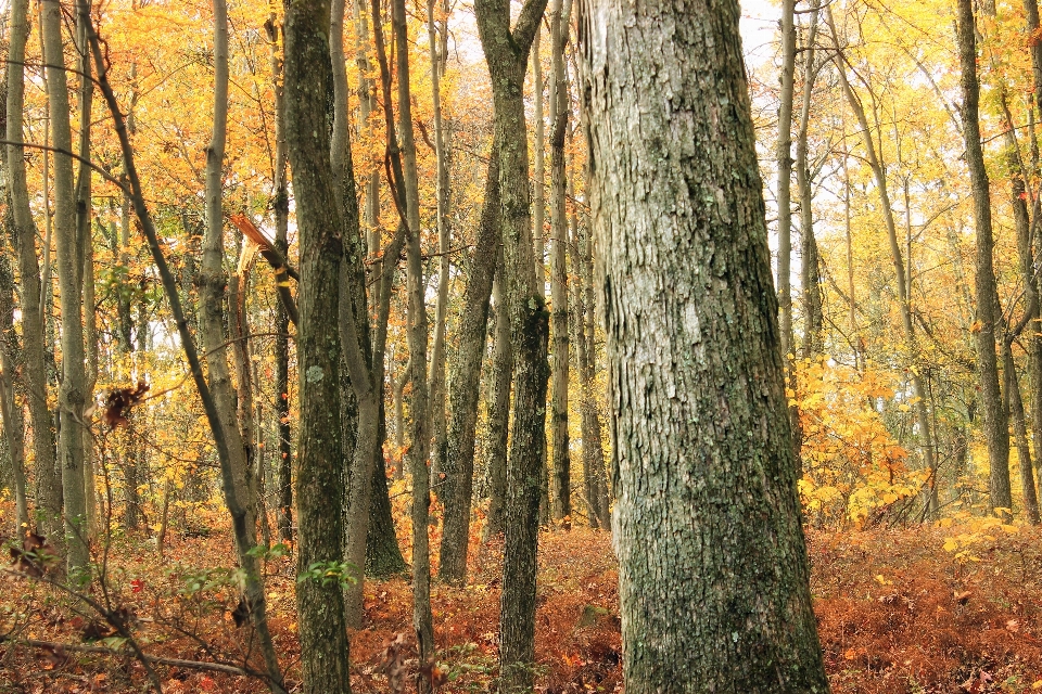 Drzewo natura las oddział