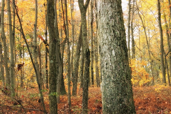 Tree nature forest branch Photo