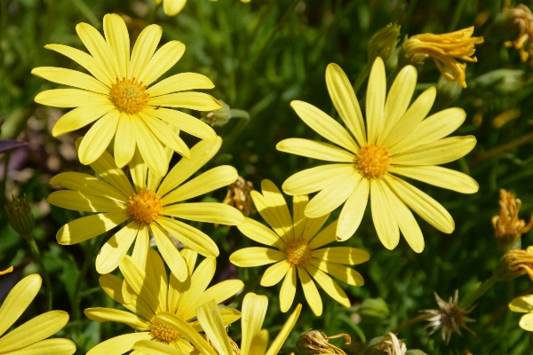 Plant sunshine meadow flower Photo