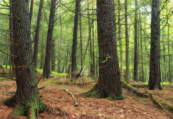 Baum natur wald wildnis
 Foto