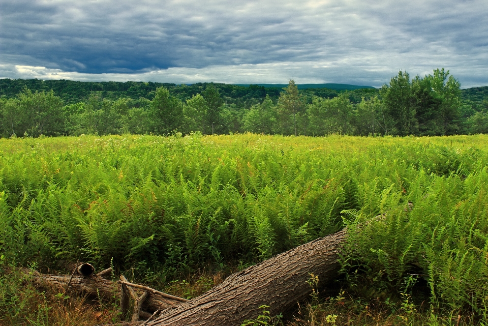 Landschaft baum natur wald