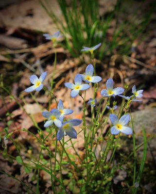 Foto Natureza plantar caminhada
 prado
