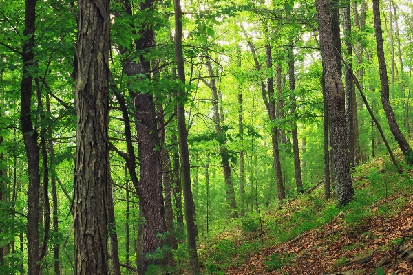 Foto Albero natura foresta selvaggia
