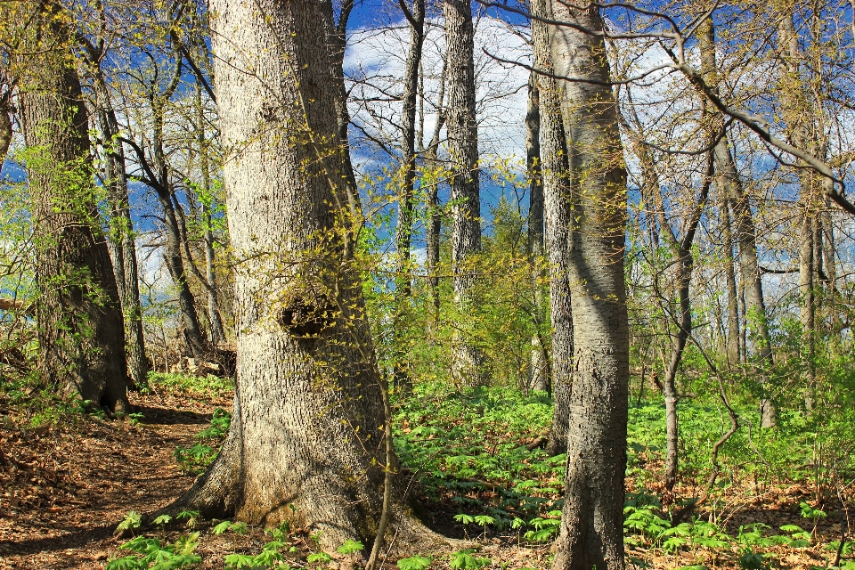 Albero natura foresta selvaggia
