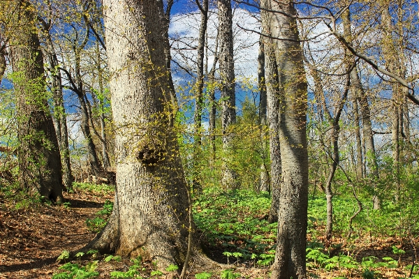 Baum natur wald wildnis
 Foto