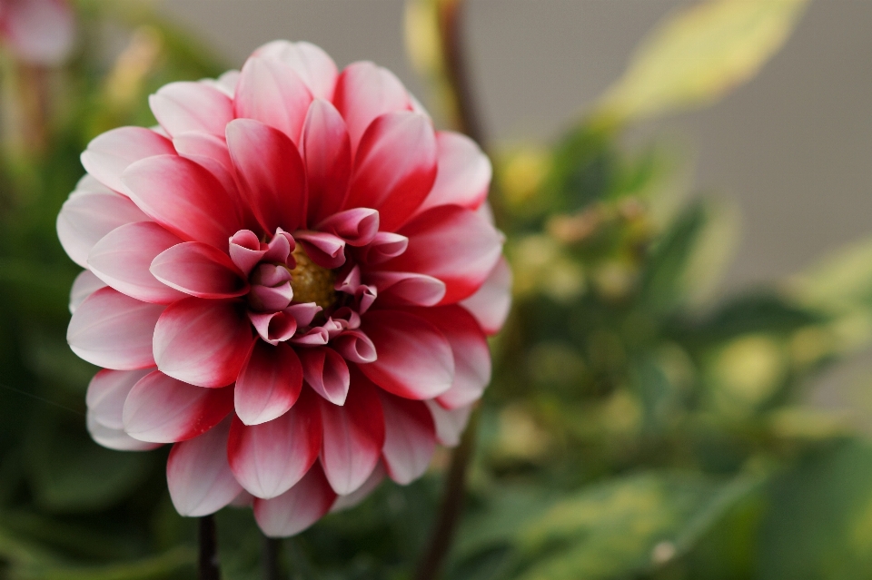 Natura fiore pianta petalo