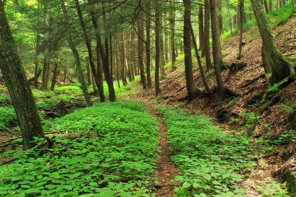 木 森 道 荒野
 写真