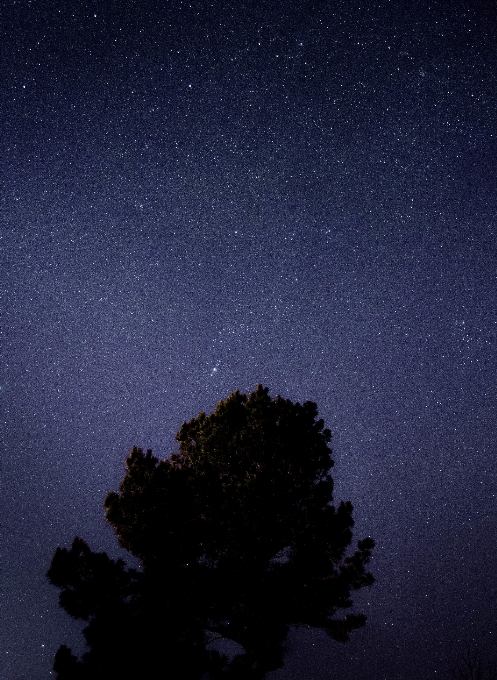 树 自然 天空 夜晚