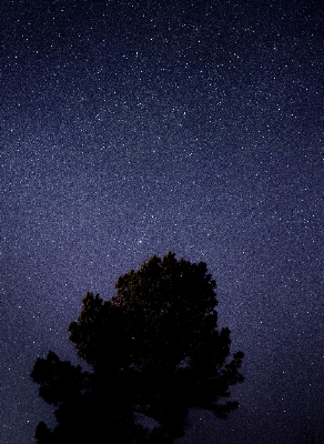 木 自然 空 夜 写真