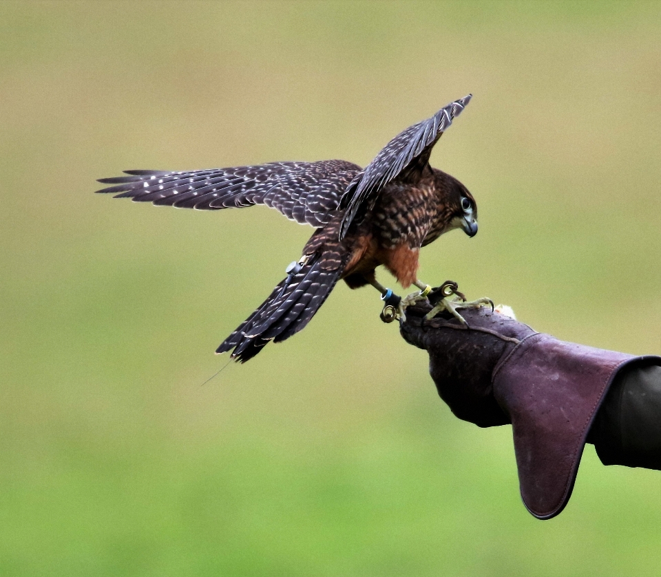 Natura uccello ala animali selvatici