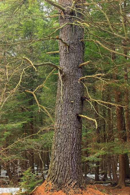 árbol naturaleza bosque desierto
