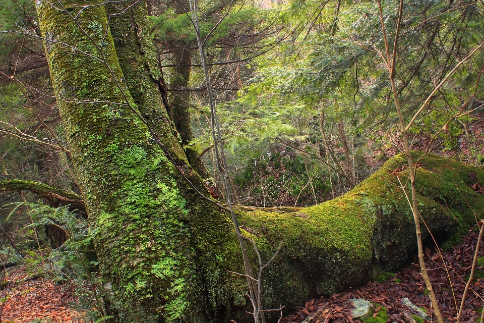 Tree nature forest wilderness