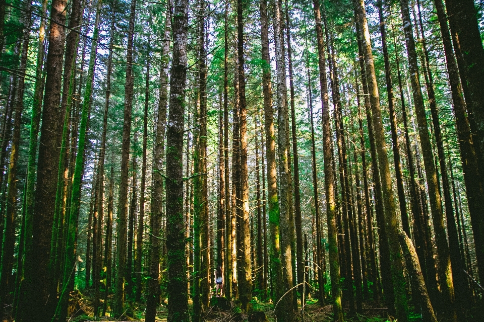 Paisagem árvore natureza floresta