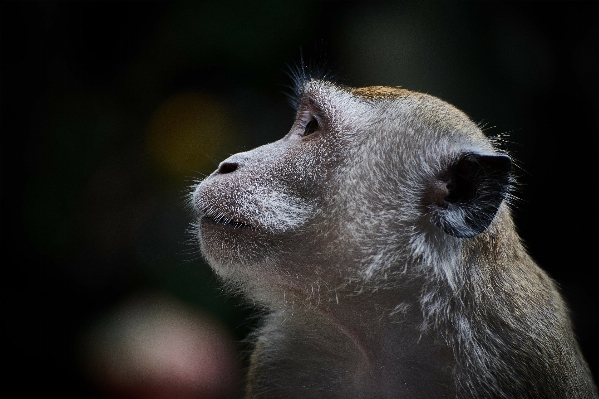 Foto Natura animale animali selvatici mammifero