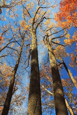 Tree nature forest branch Photo