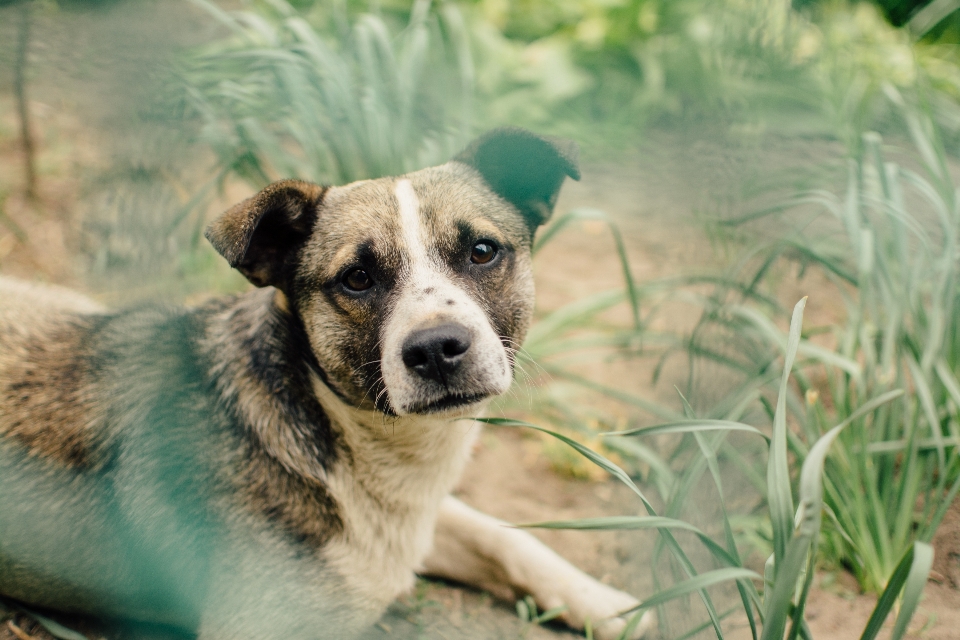 Nature herbe chiot chien