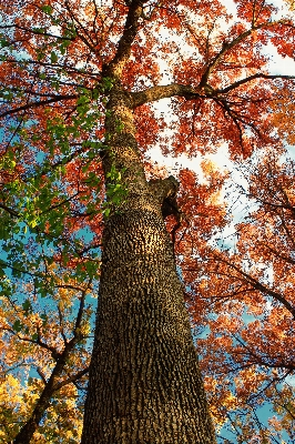 Tree nature forest branch Photo