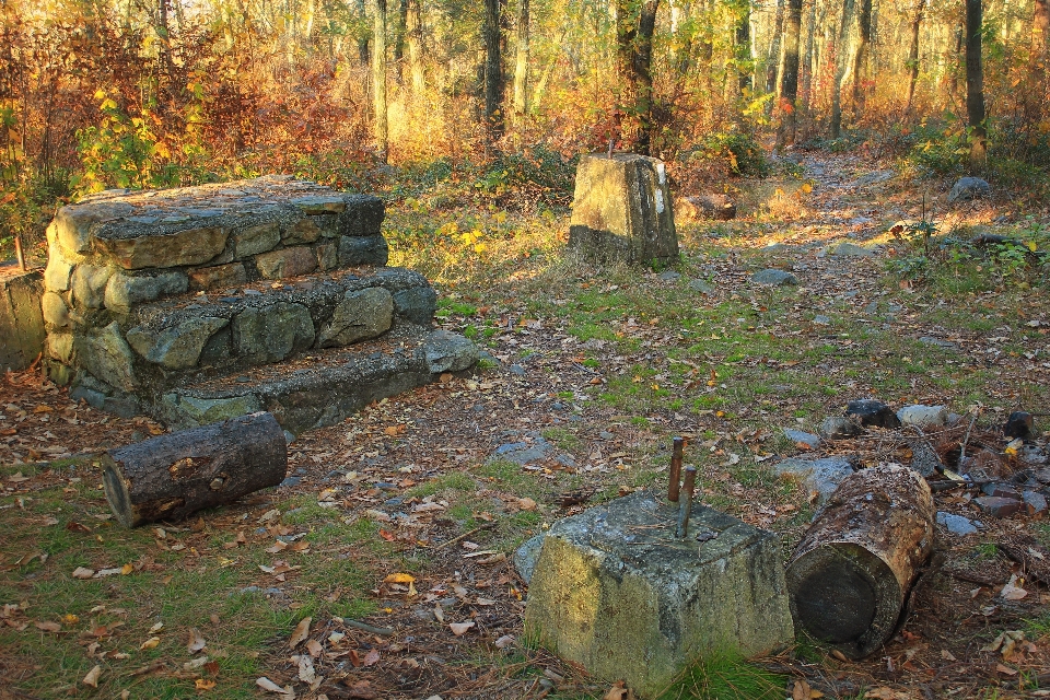 树 森林 rock 荒野