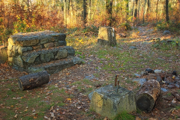 Tree forest rock wilderness Photo