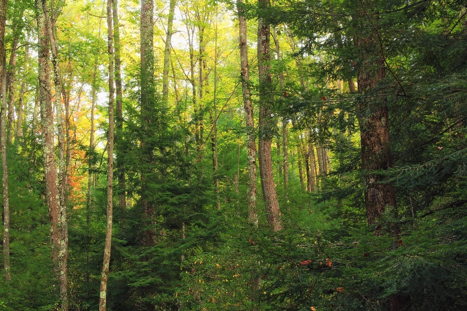 Arbre nature forêt région sauvage
