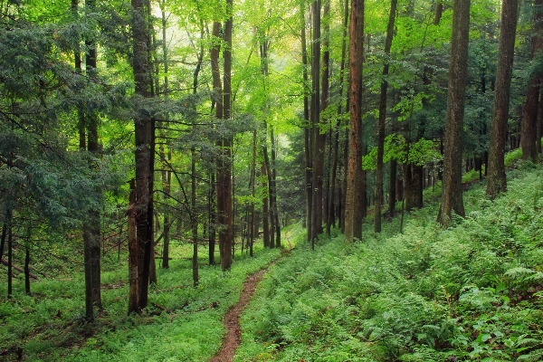 Tree nature forest path Photo