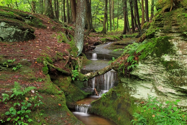 Tree forest waterfall creek Photo