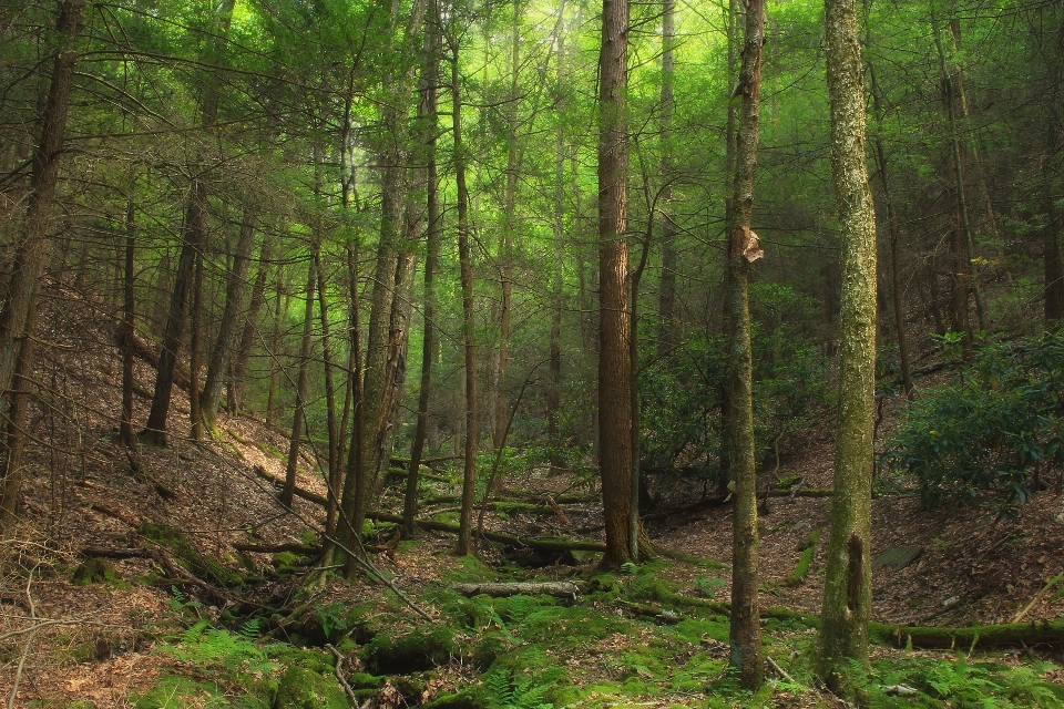 Pohon alam hutan gurun
