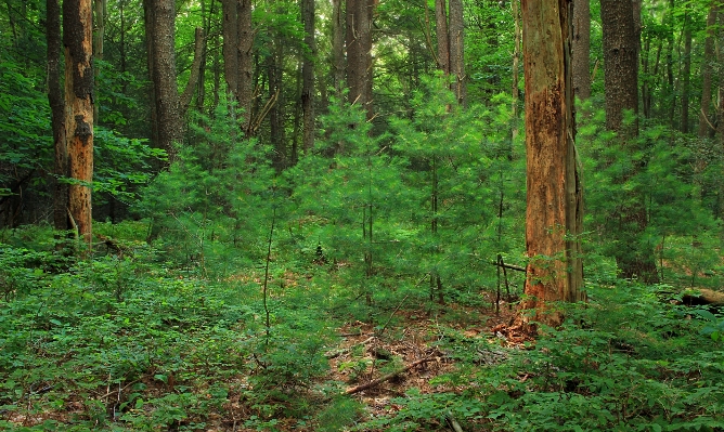 Tree nature forest wilderness Photo