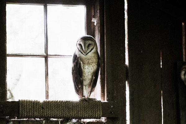 Bird rope wood window Photo