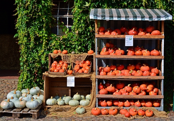 Foto Fazenda decoração comida produzir