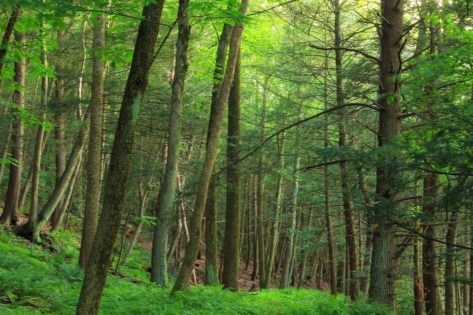 árvore natureza floresta região selvagem
