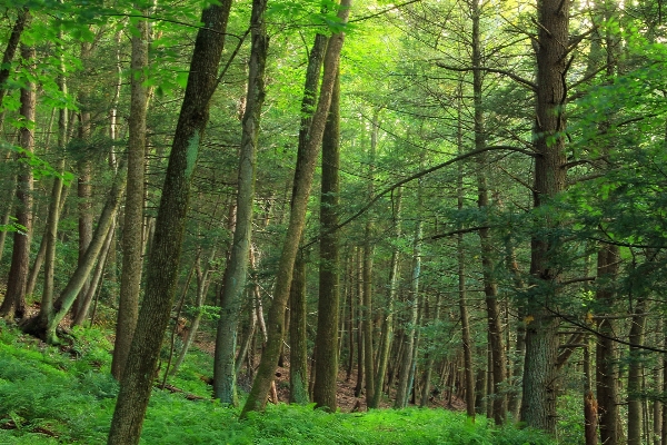 Tree nature forest wilderness Photo