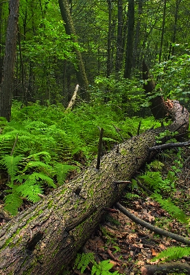 Tree nature forest wilderness Photo