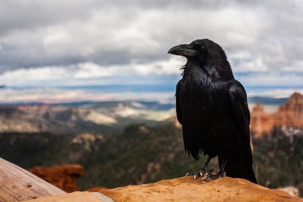 Foto Natura uccello ala calcolo