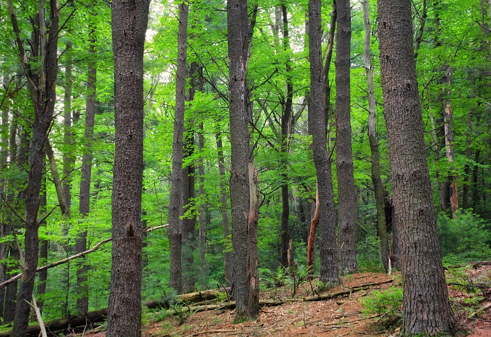 Pohon hutan gurun
 tanaman