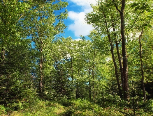 Tree nature forest wilderness Photo