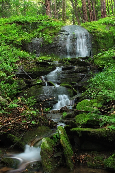 風景 木 水 自然