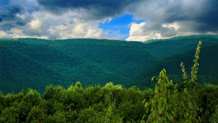 Landscape tree nature forest Photo