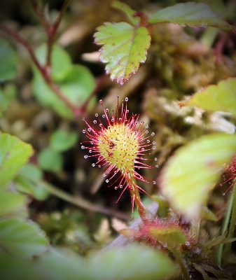 Nature blossom plant hiking Photo