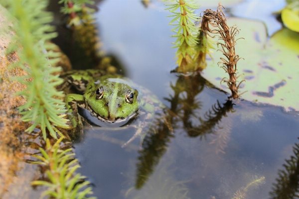 Water nature flower animal Photo