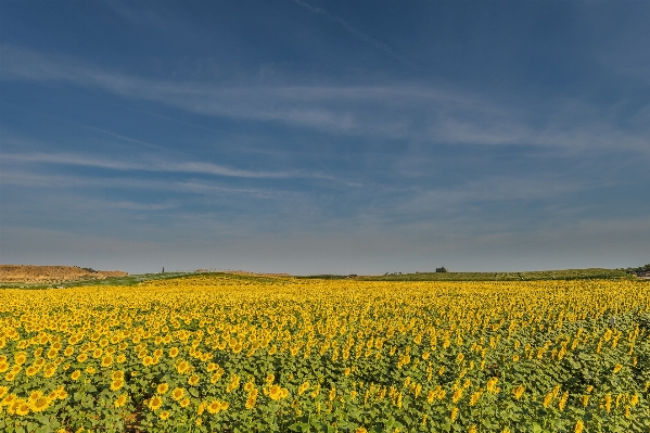 Landscape nature grass horizon Photo