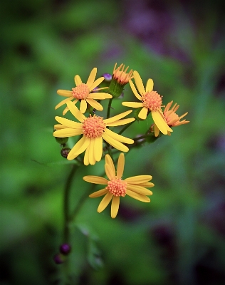 自然 花 植物 ハイキング
 写真